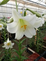 [5151 White Fox 18 ST No02.JPG]